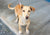Flea life cycle in New Zealand: what pet owners should know