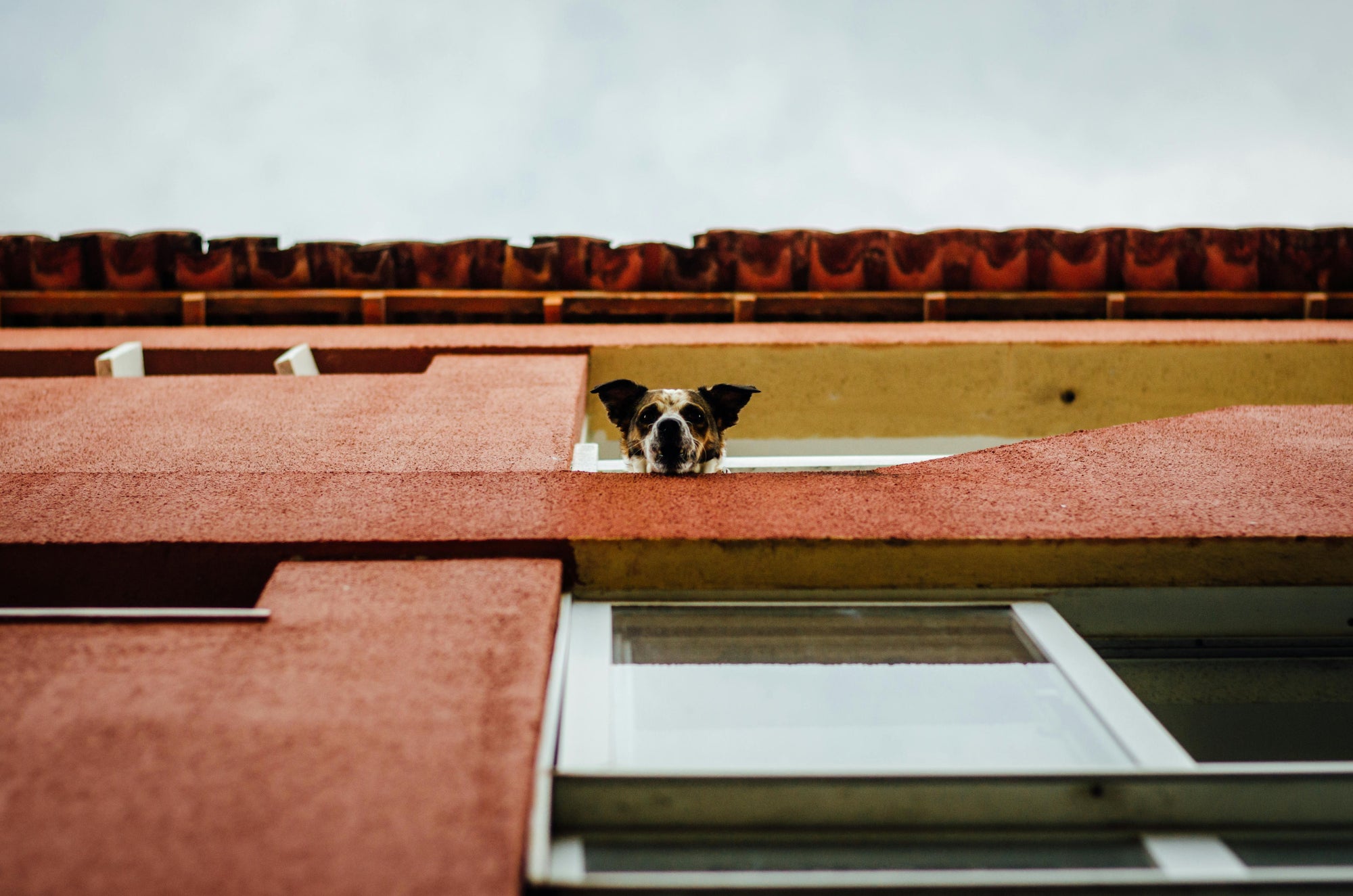 Moving house with pets in New Zealand: parasite checklist