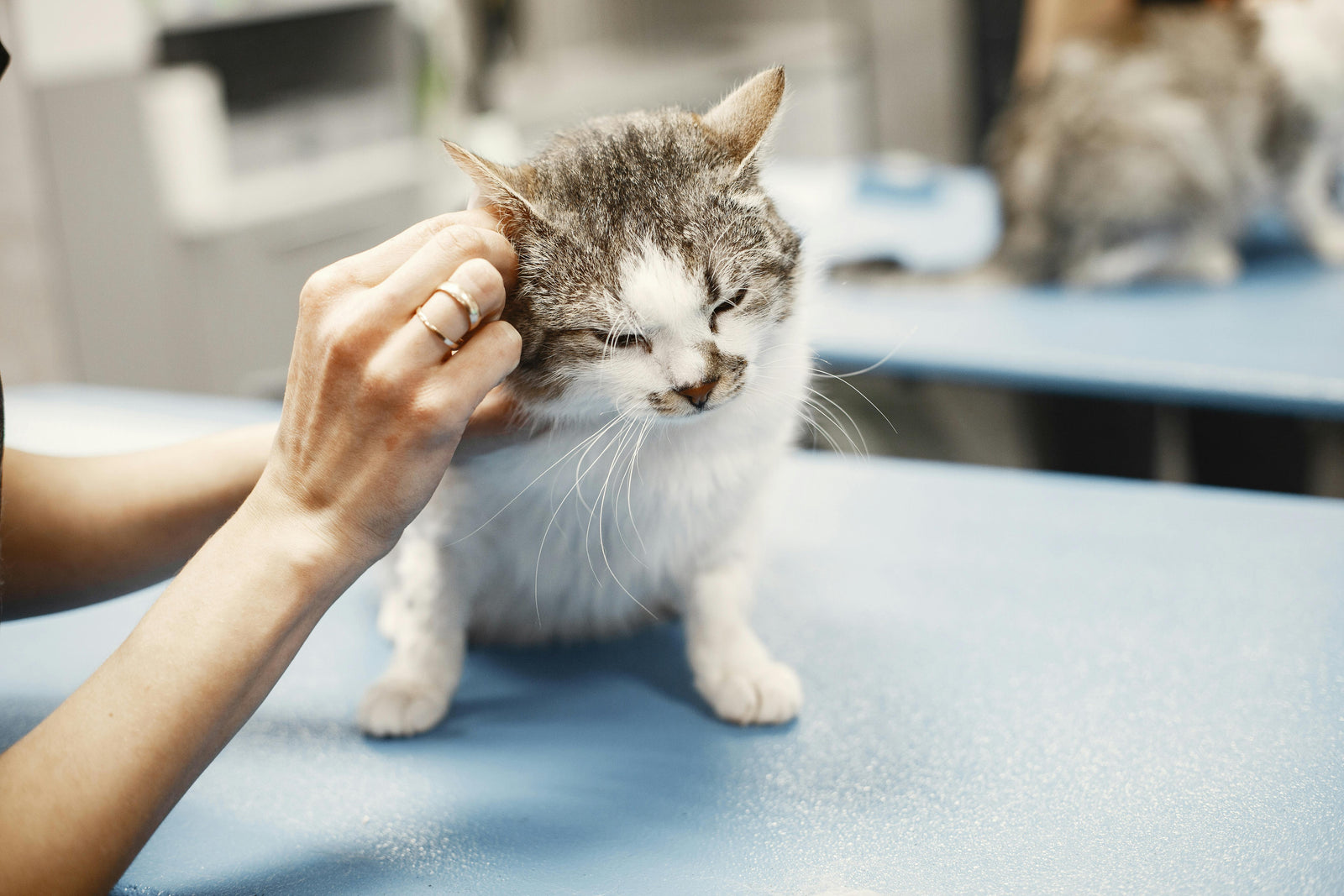 Flea control for cats that dislike handling in New Zealand