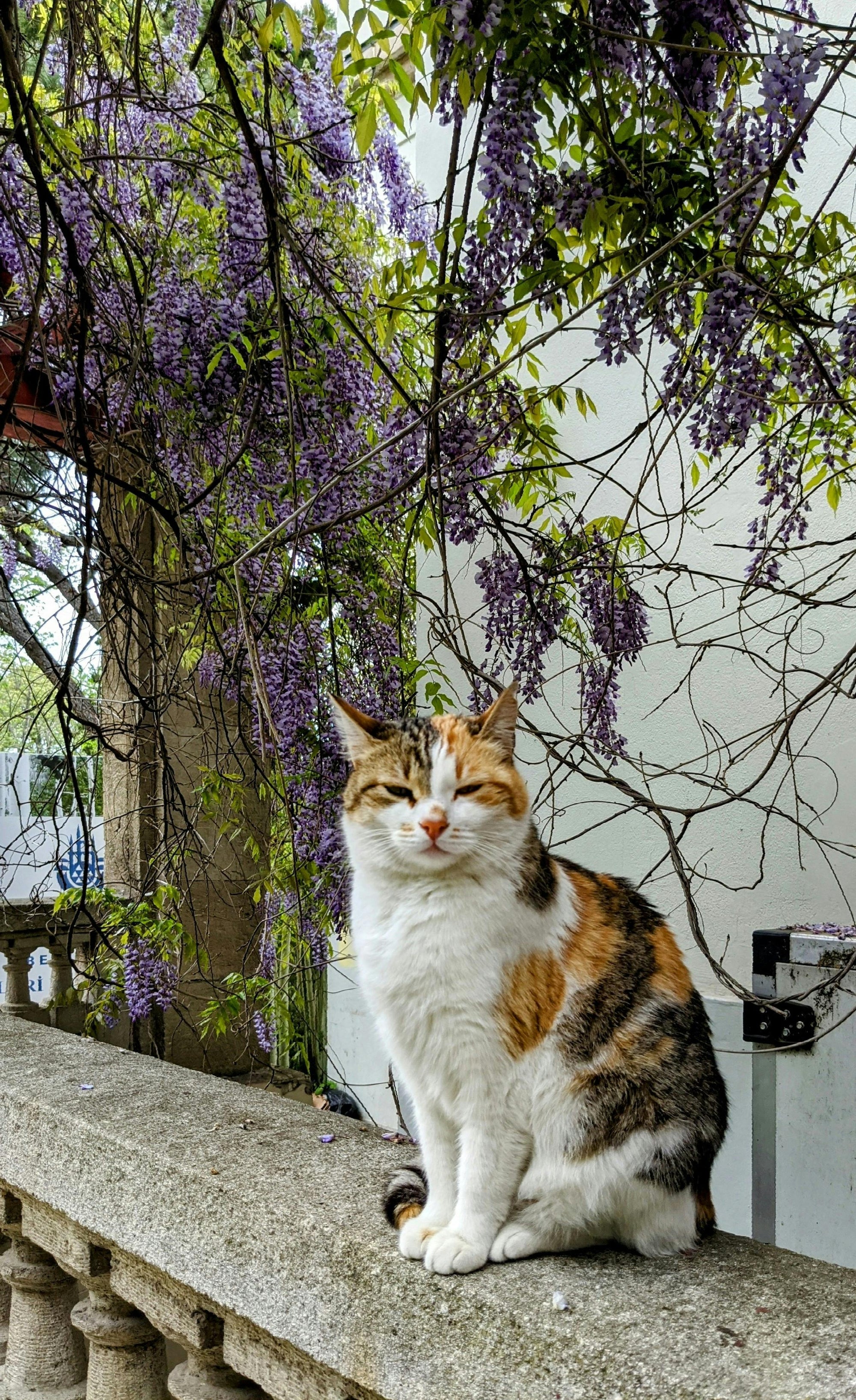 Flea control for senior cats in New Zealand
