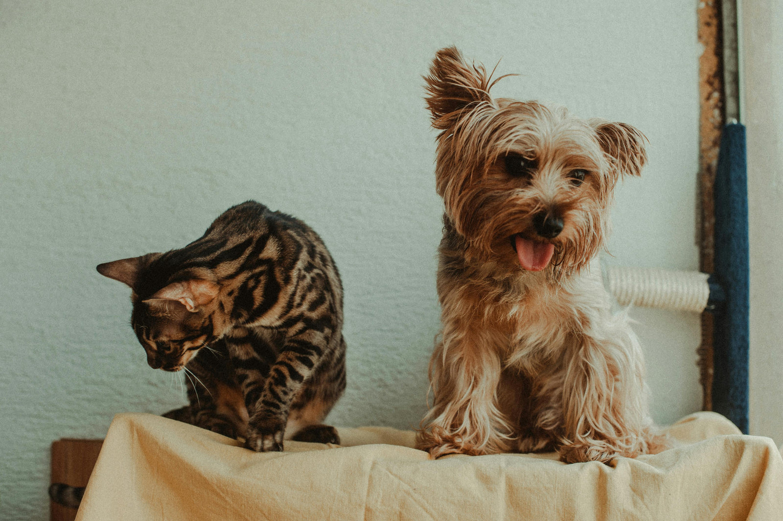 Flea control for multi pet households in New Zealand