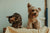 Flea control for multi pet households in New Zealand