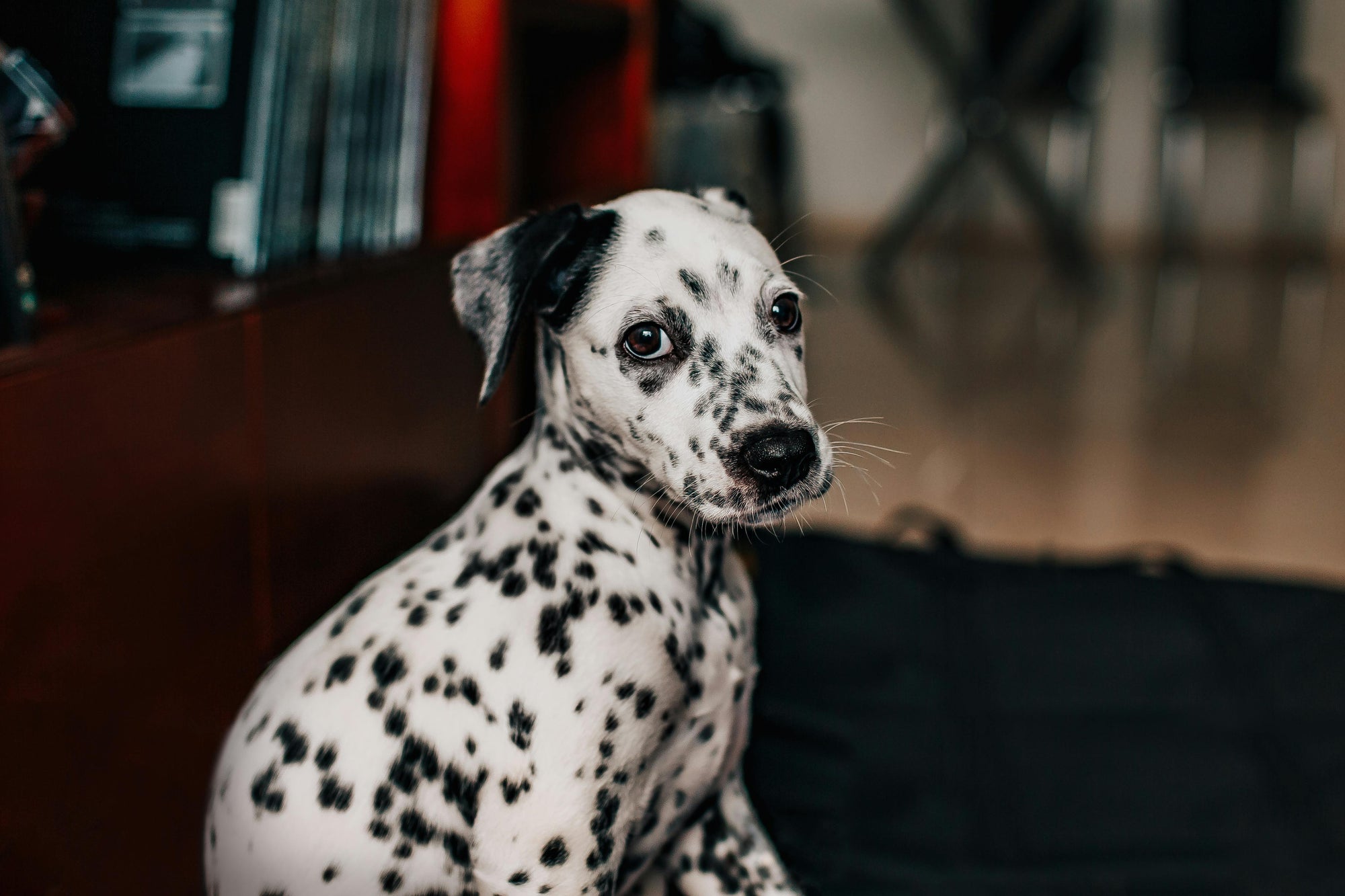 Killing fleas in the home: a simple Australian guide