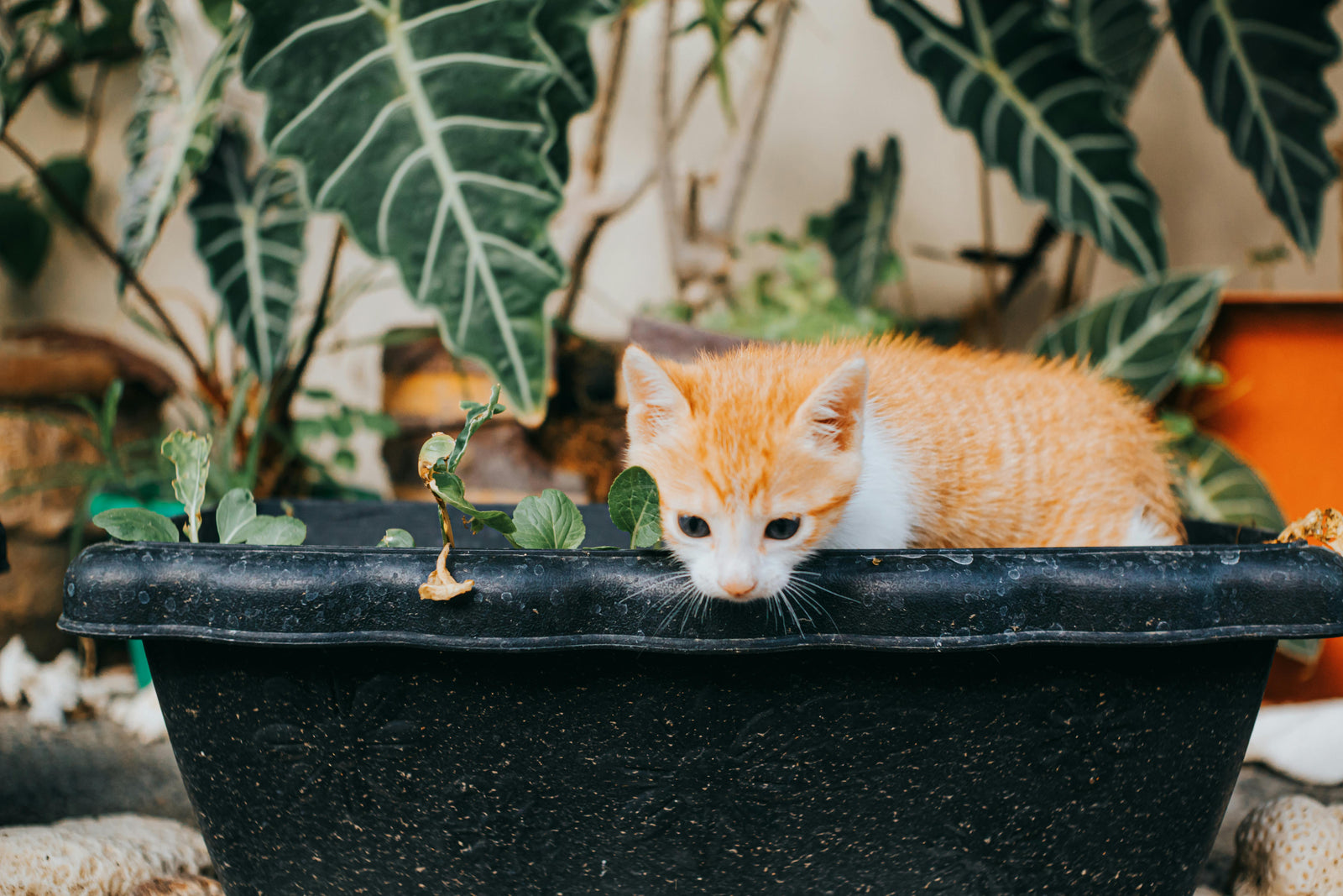 Tapeworm in cats: signs, causes and treatment