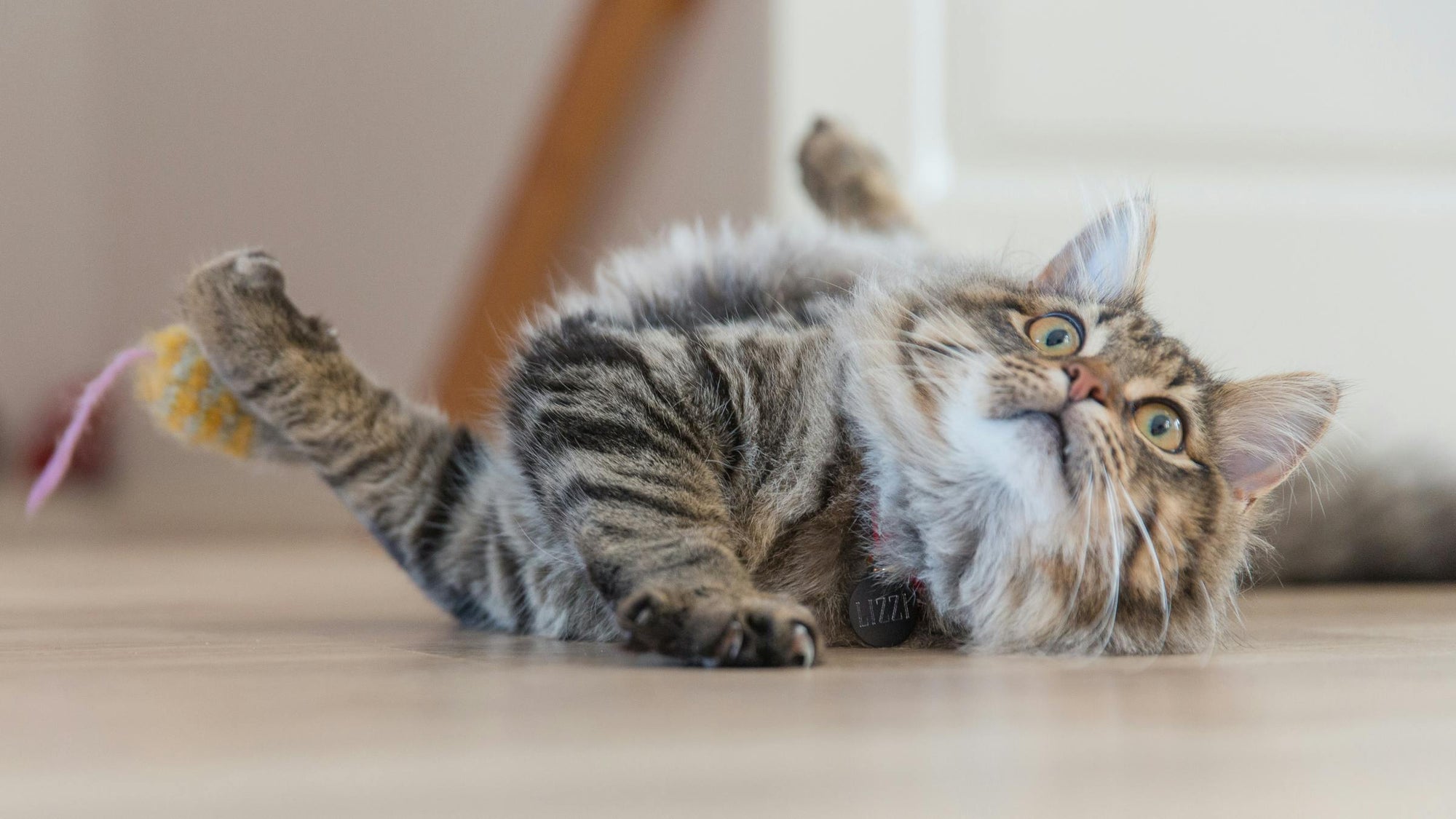 Flea control for long haired cats in New Zealand