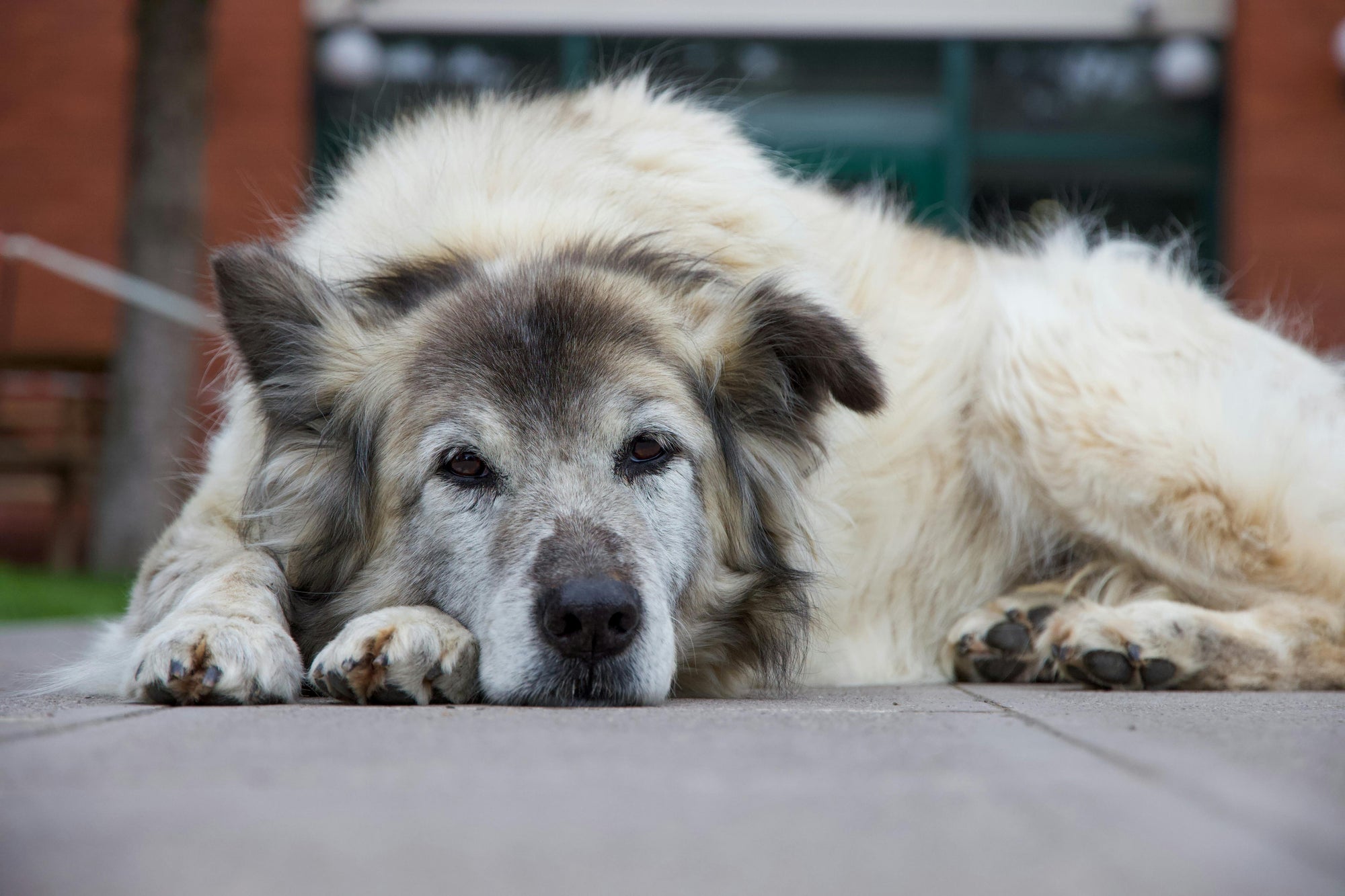 Flea control for allergy prone dogs in New Zealand