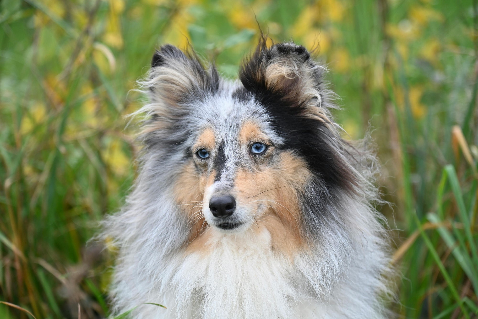 Flea control for long haired dogs in New Zealand