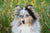 Flea control for long haired dogs in New Zealand