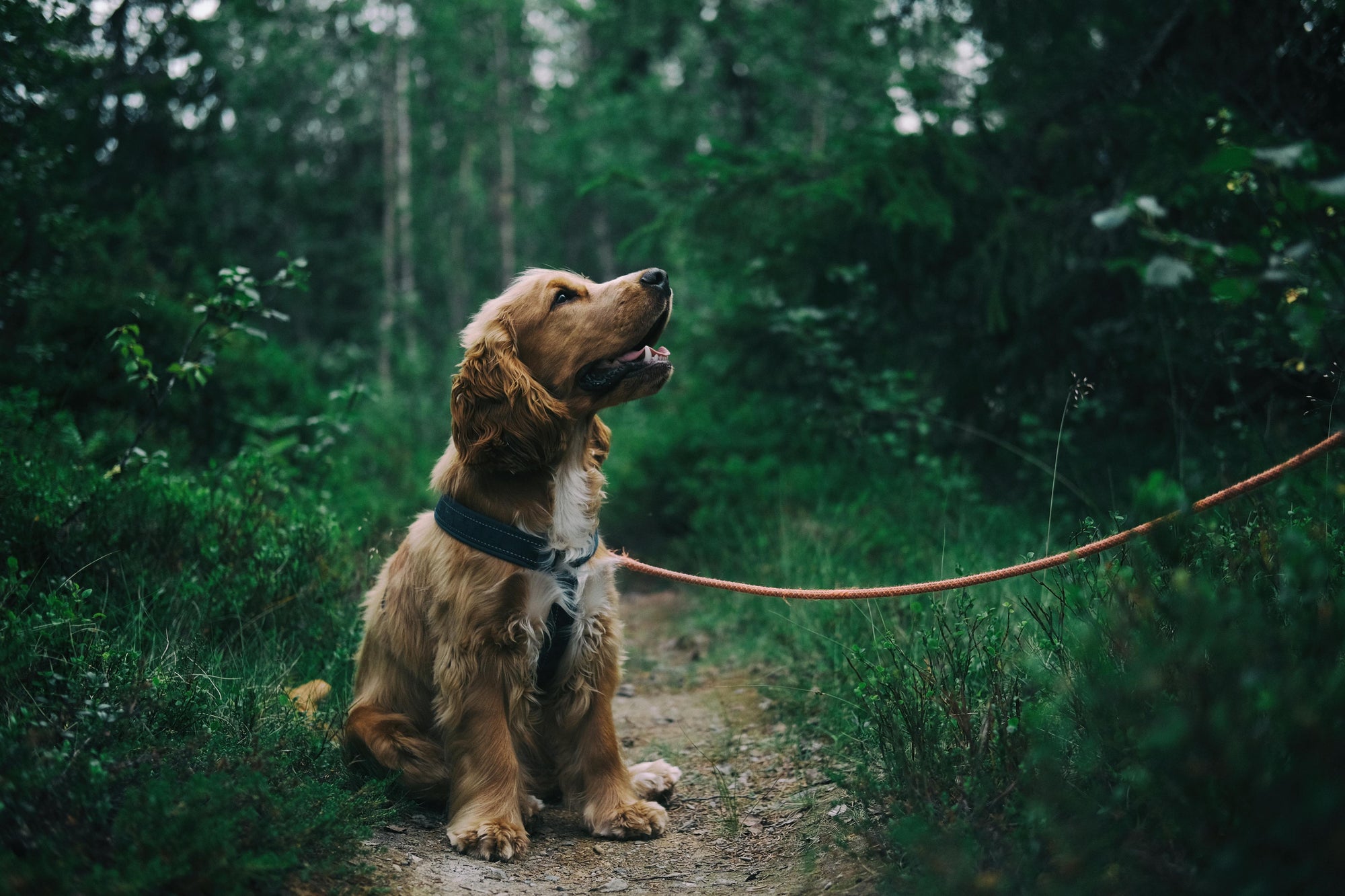Flea control for dogs that hike in the bush in New Zealand
