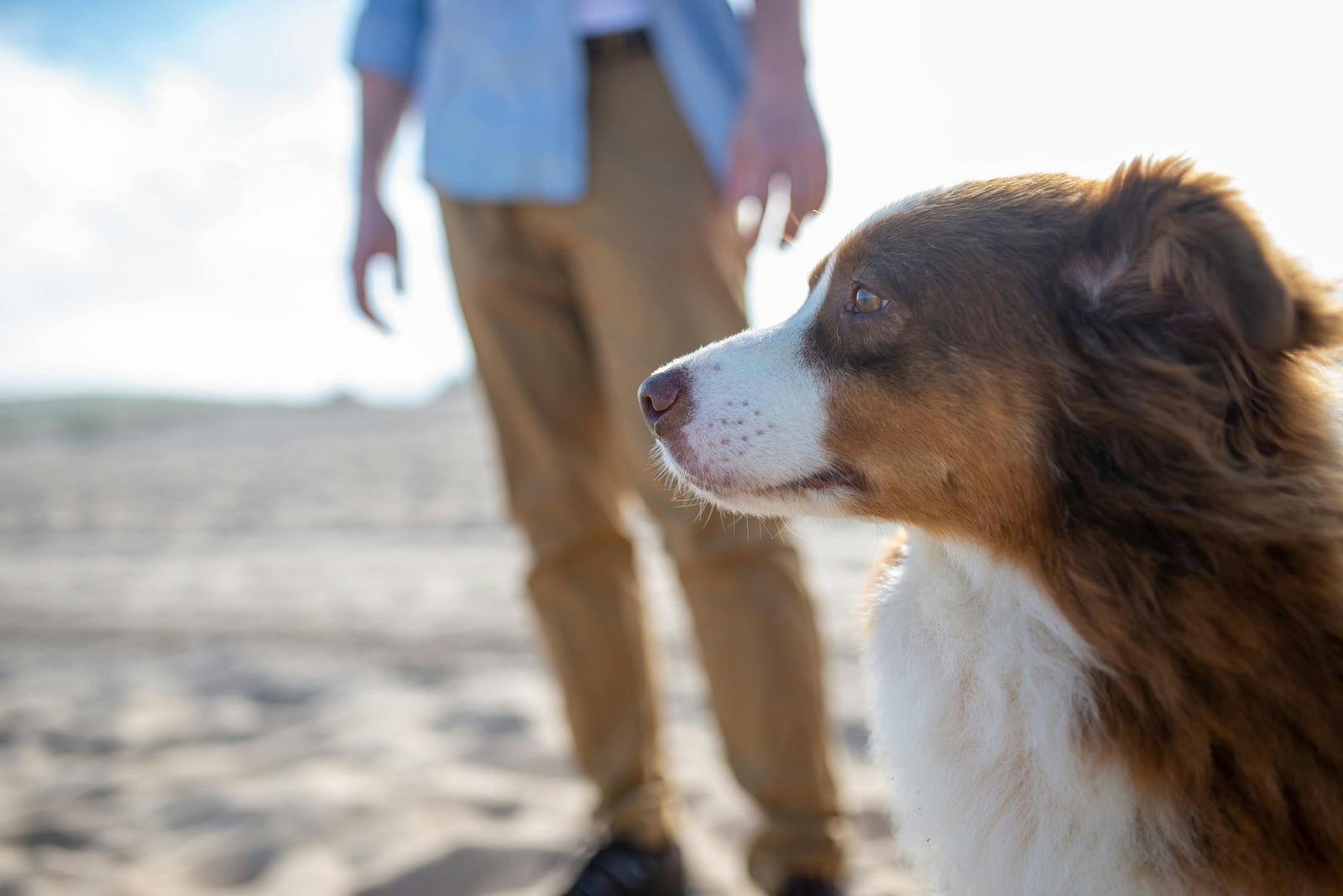 How often should you treat your dog for fleas in Australia?