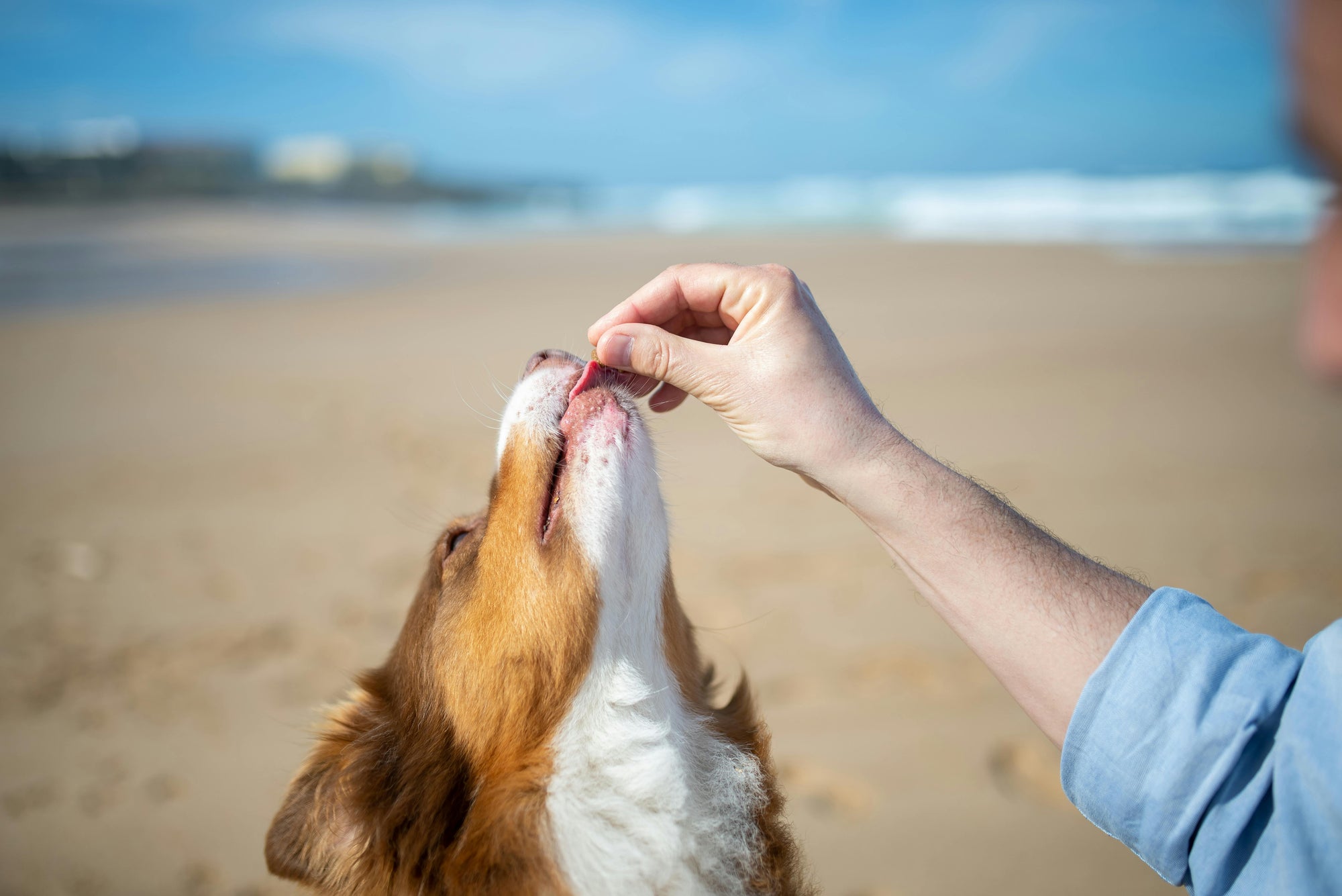 Flea control for dogs that visit beaches and rivers in New Zealand