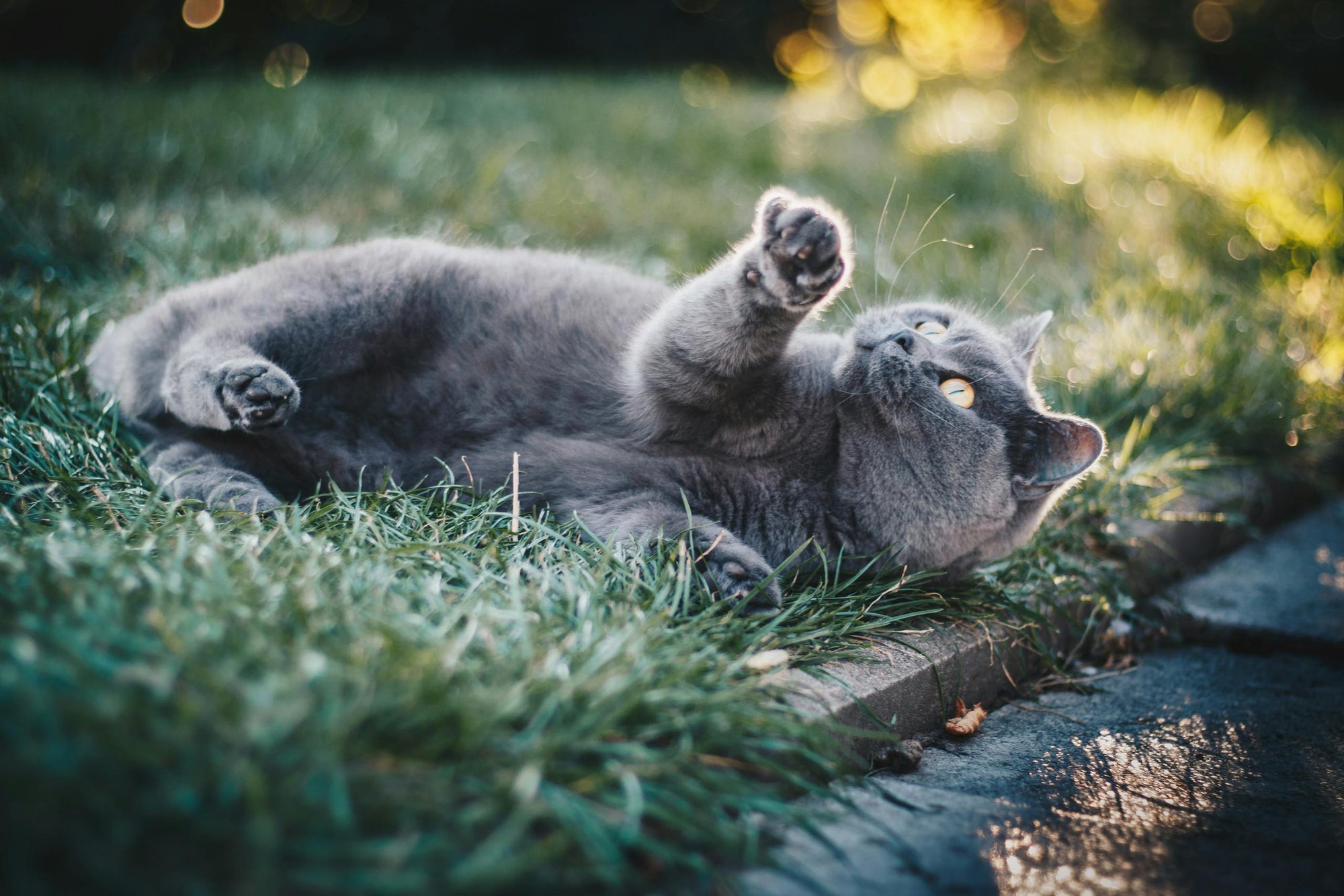 Flea control for outdoor cats in New Zealand