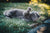 Flea control for outdoor cats in New Zealand
