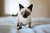 Flea control for apartment dwelling cats in New Zealand