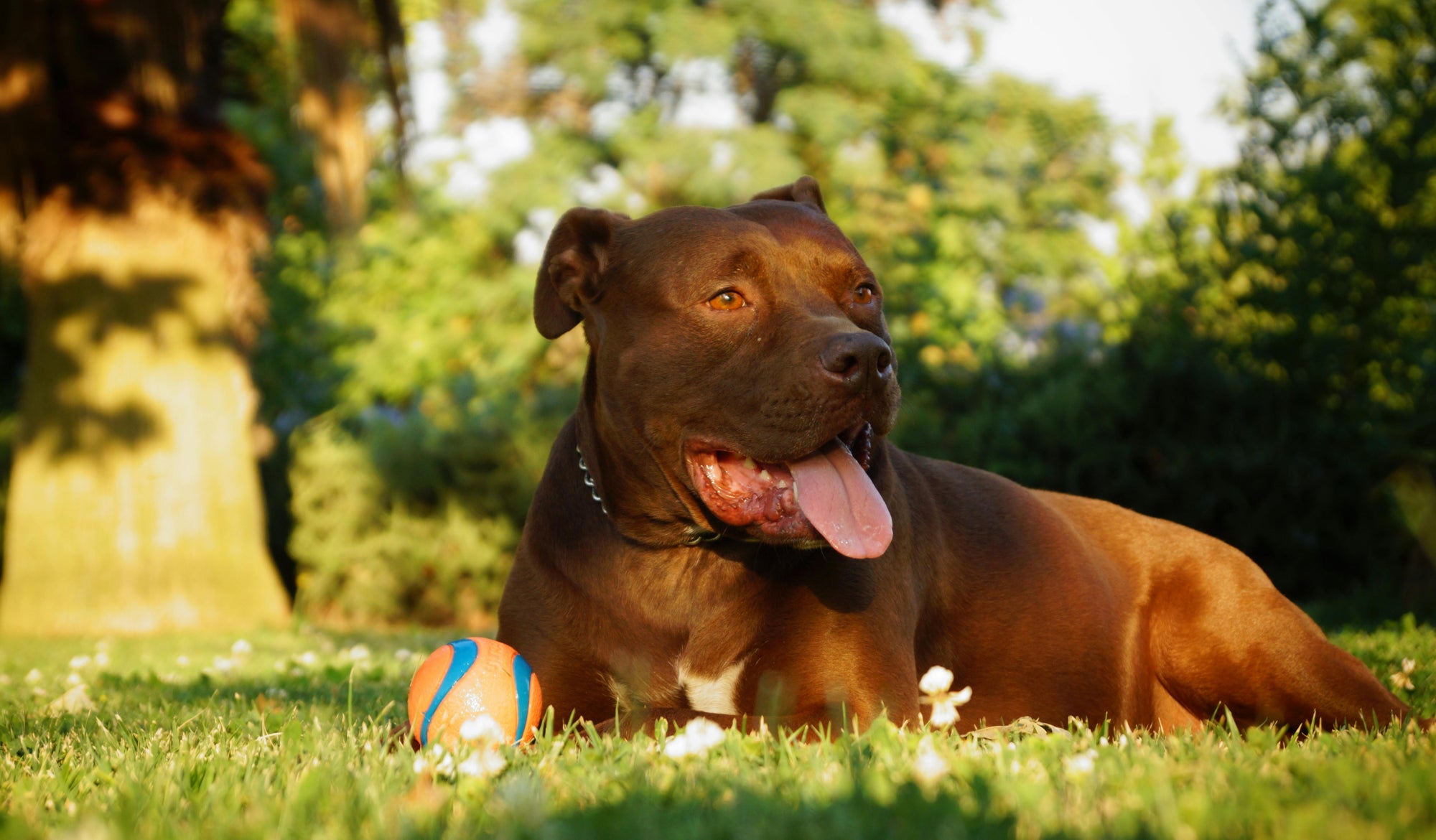 City dog parks: parasite etiquette dog parks