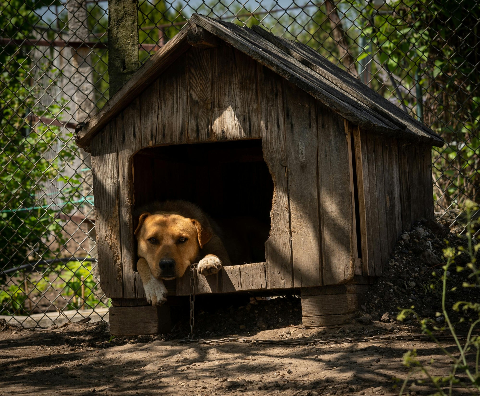 Working dogs in New Zealand: parasite control made simple
