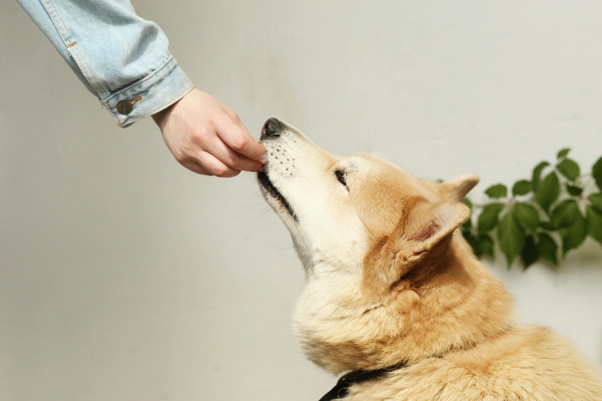 How often to use flea treatment on dogs