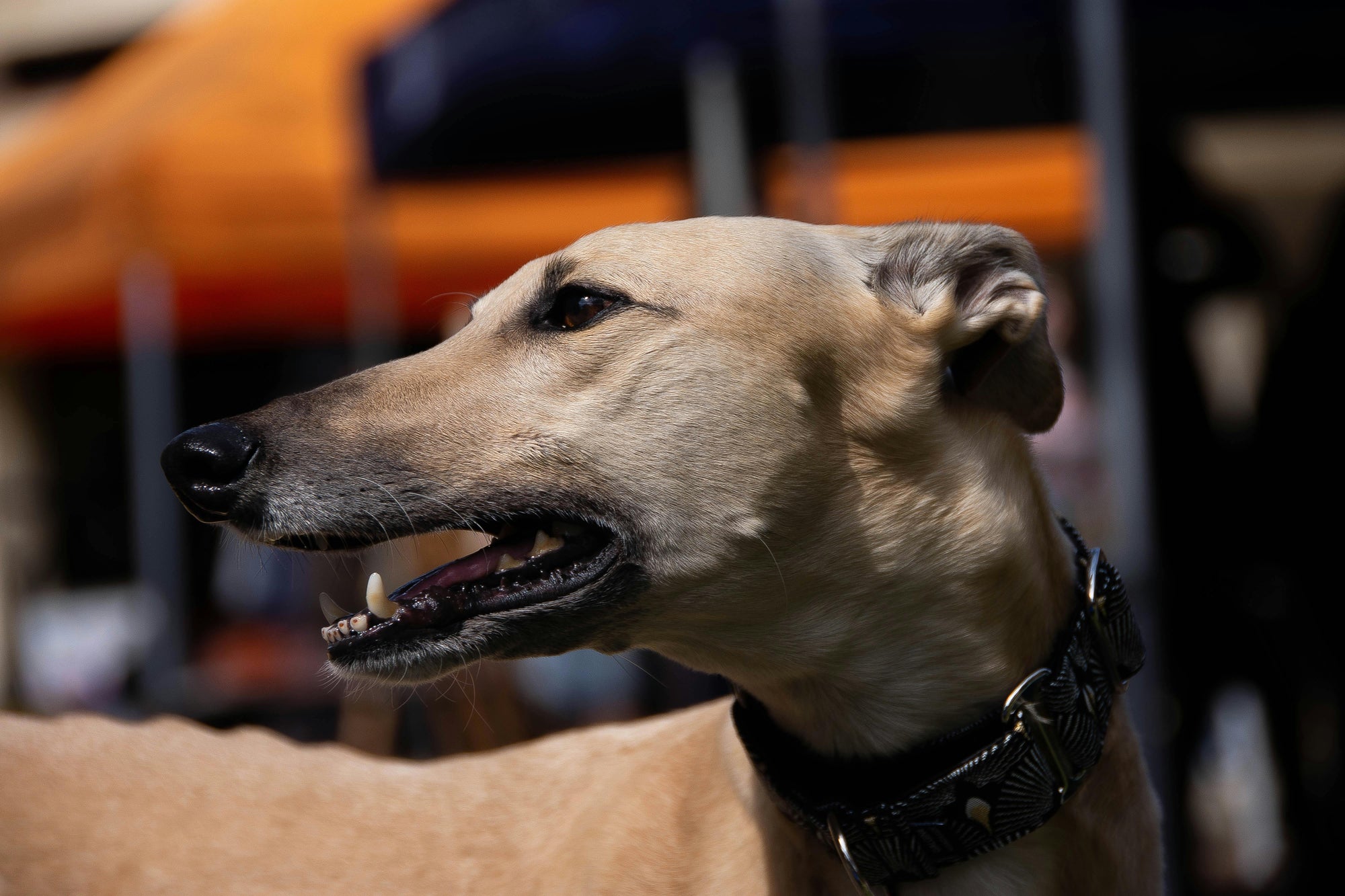 Parasite control for NZ dog daycare and catteries
