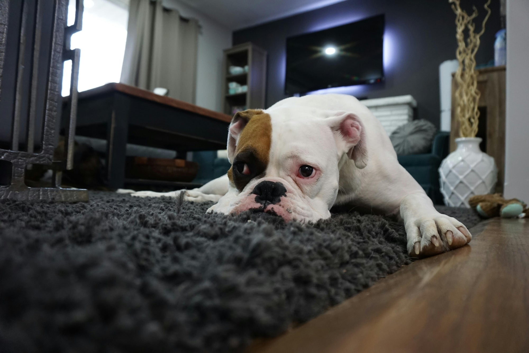 Diarrhoea in Dogs and Cats: Quick Owner Guide
