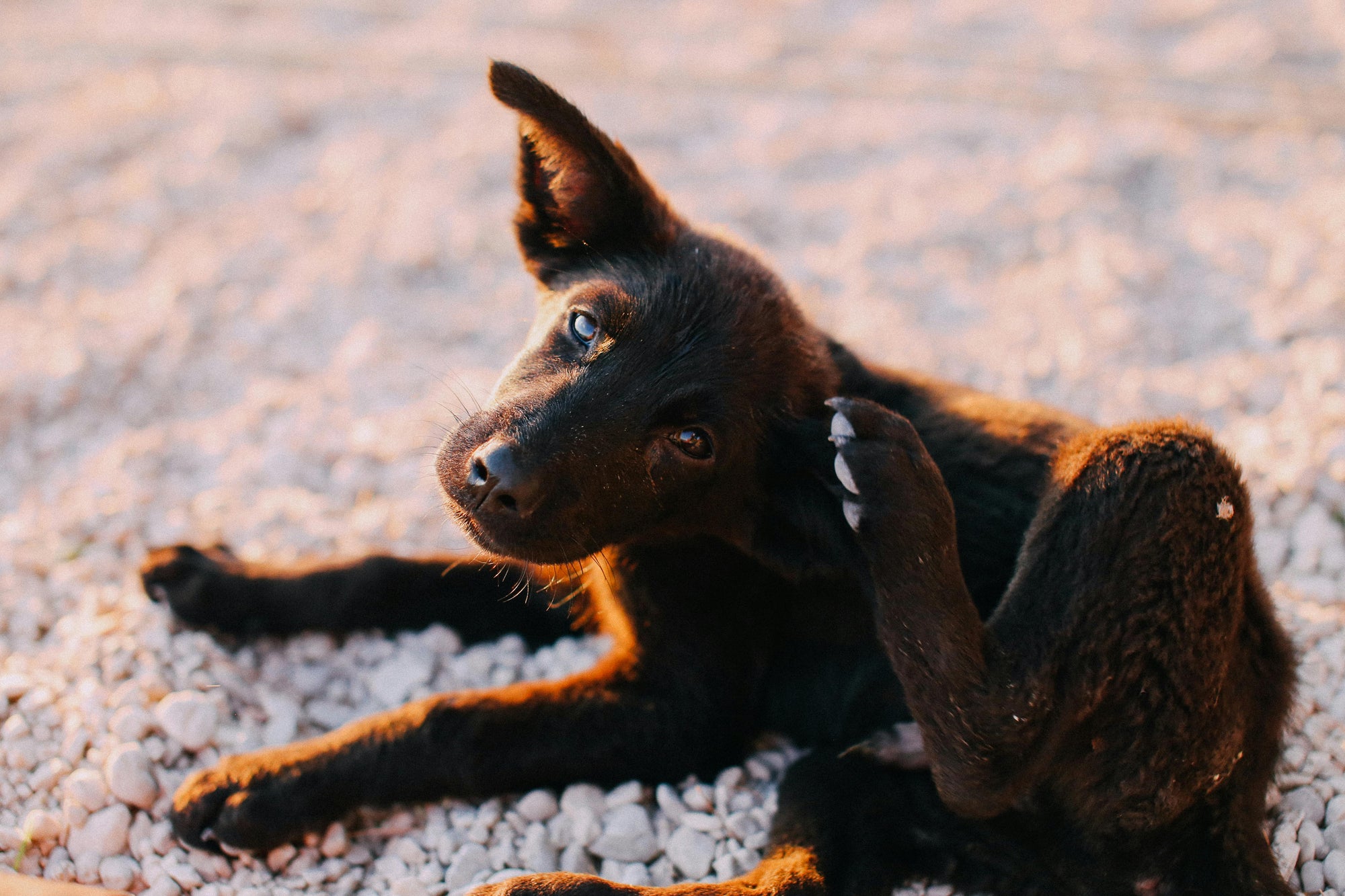 Flea Allergy Dermatitis in NZ Dogs: Calm the Itch Fast