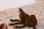 Itching in Dogs in NZ: Common Causes and What Helps