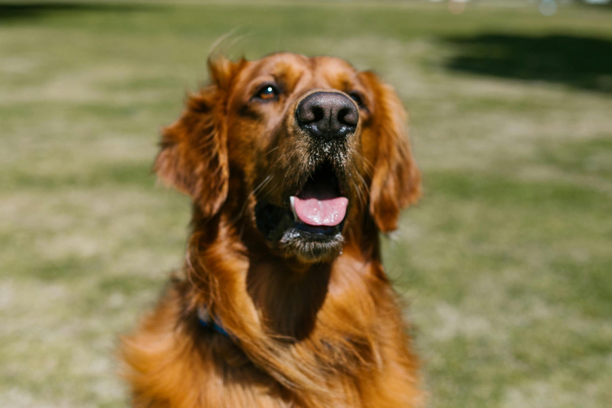 Flea control for large dogs in New Zealand