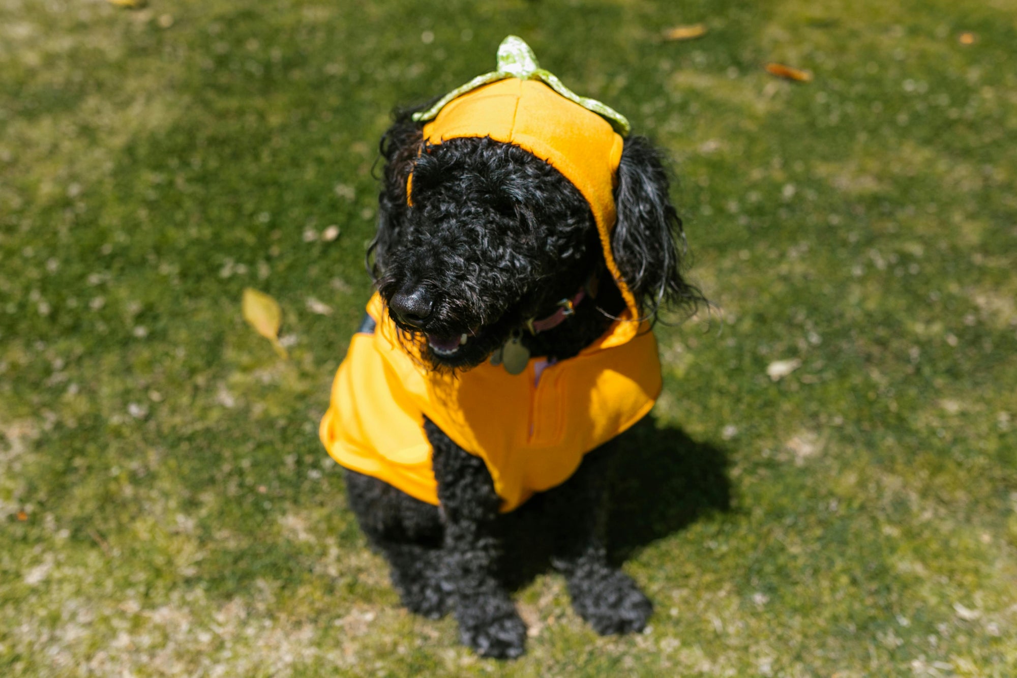 Flea control for curly coated dogs in New Zealand