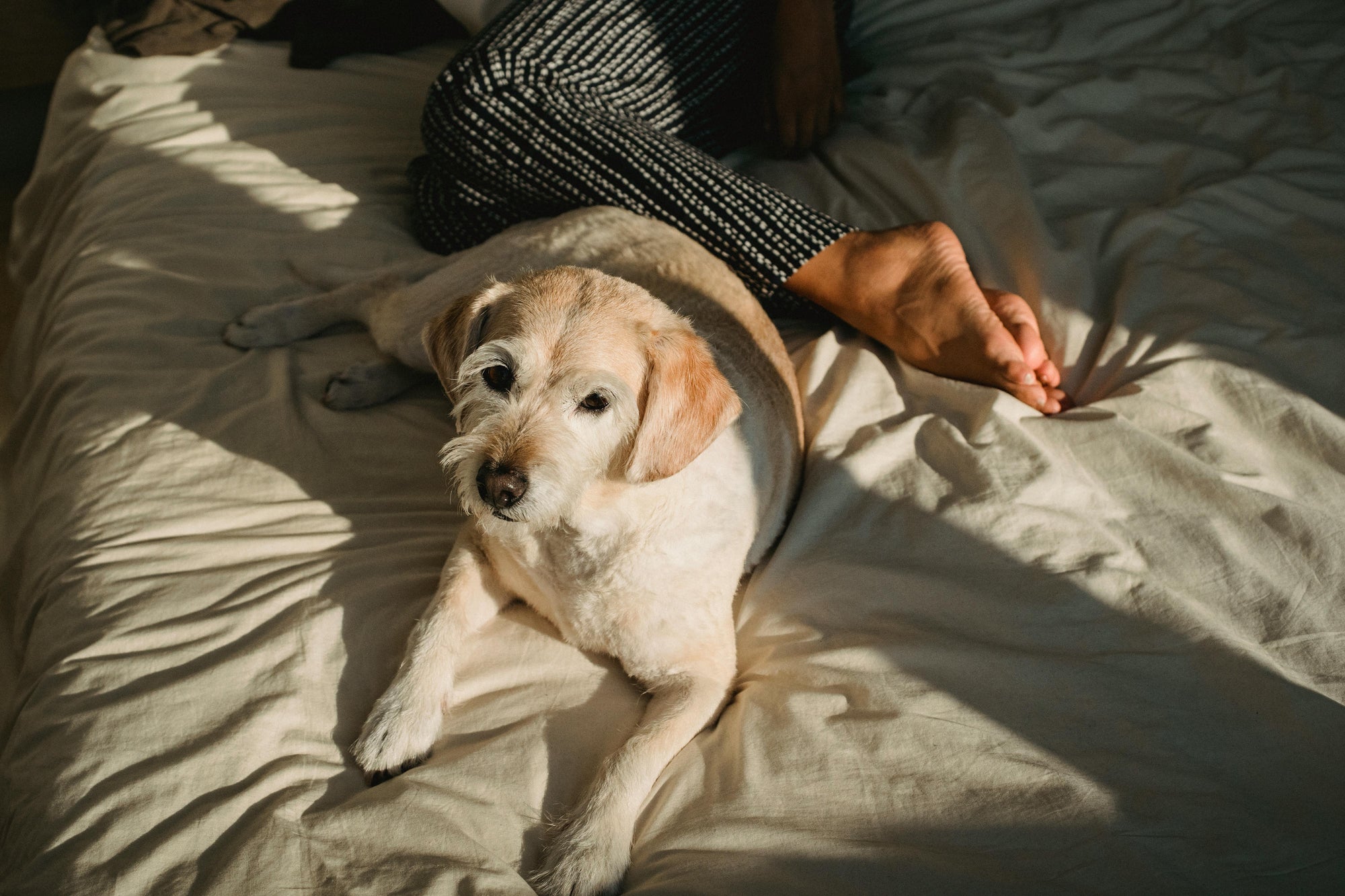 Can humans get fleas from pets