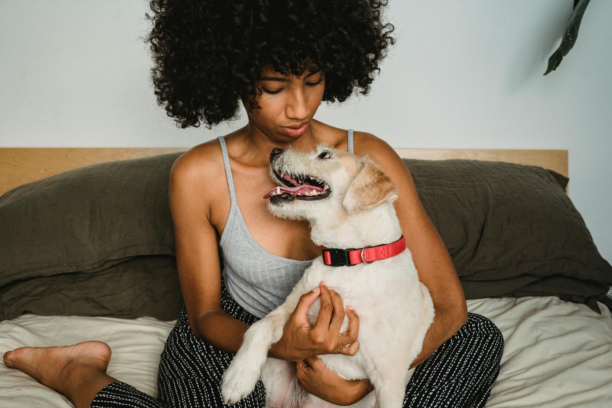 Flea comb how to: step-by-step for dogs and cats