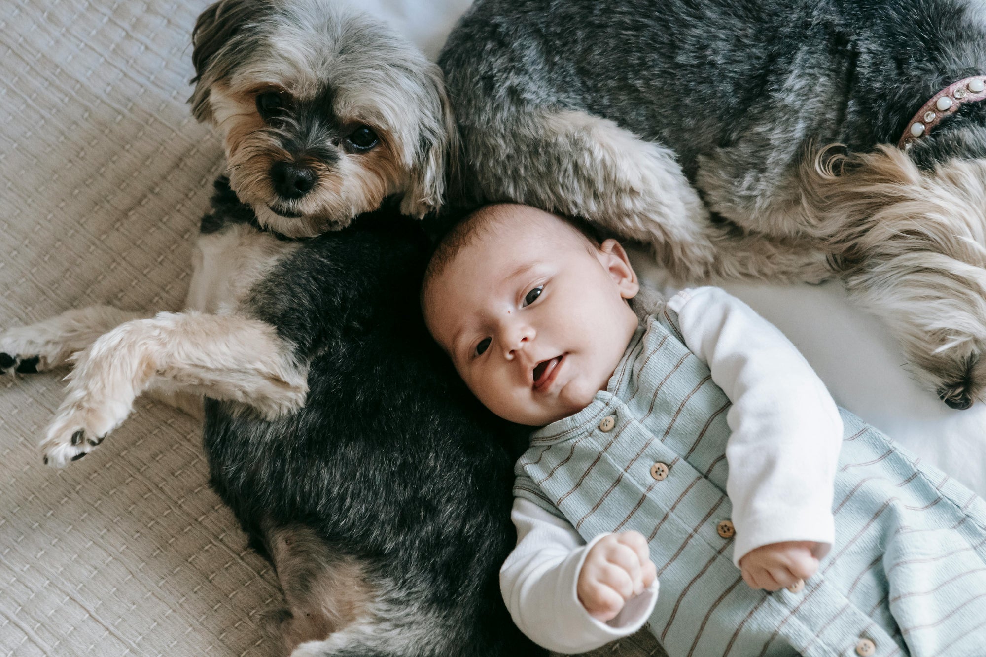 Flea control for families with babies or toddlers in New Zealand