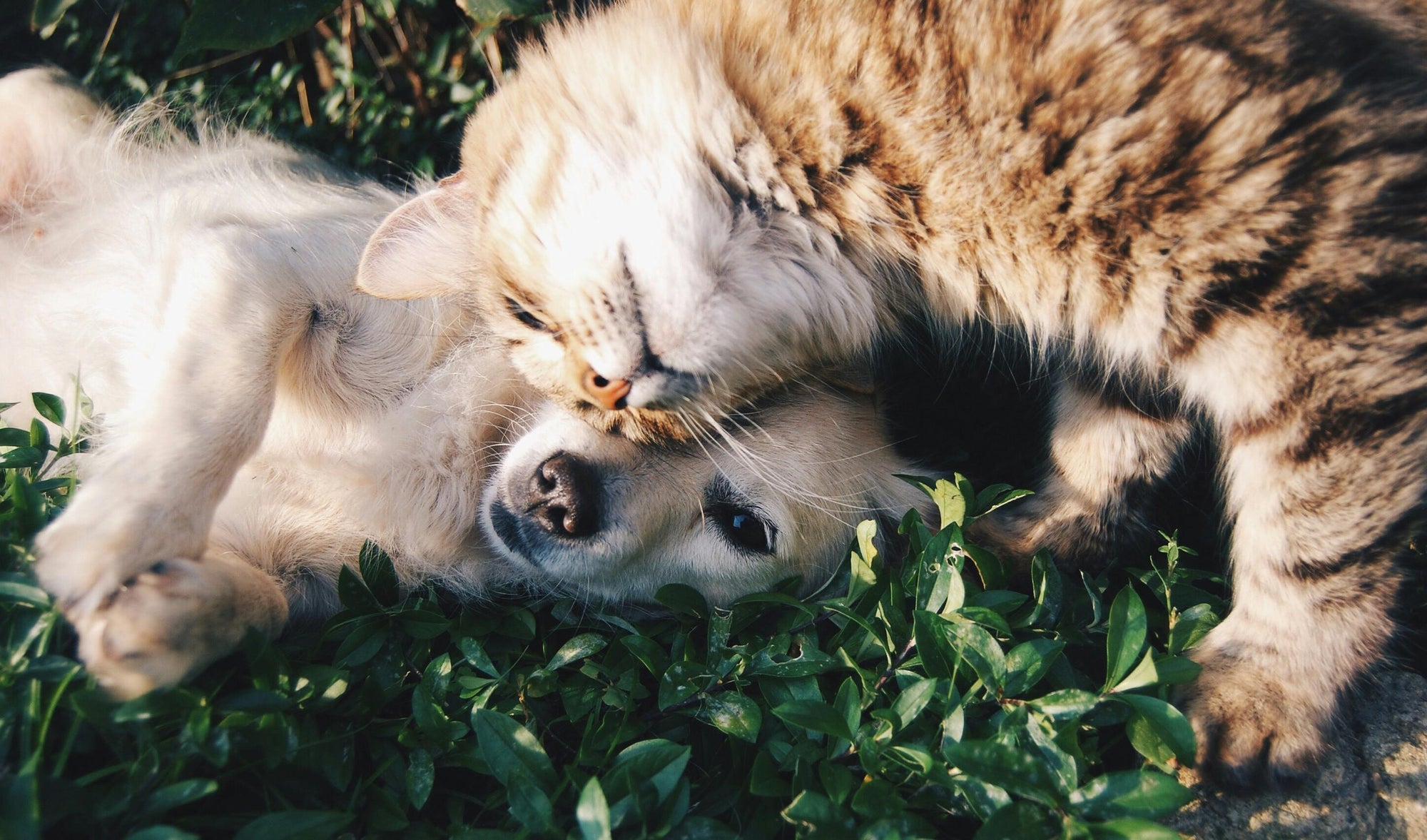 Tick removal guide for New Zealand dogs and cats