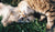Tick removal guide for New Zealand dogs and cats
