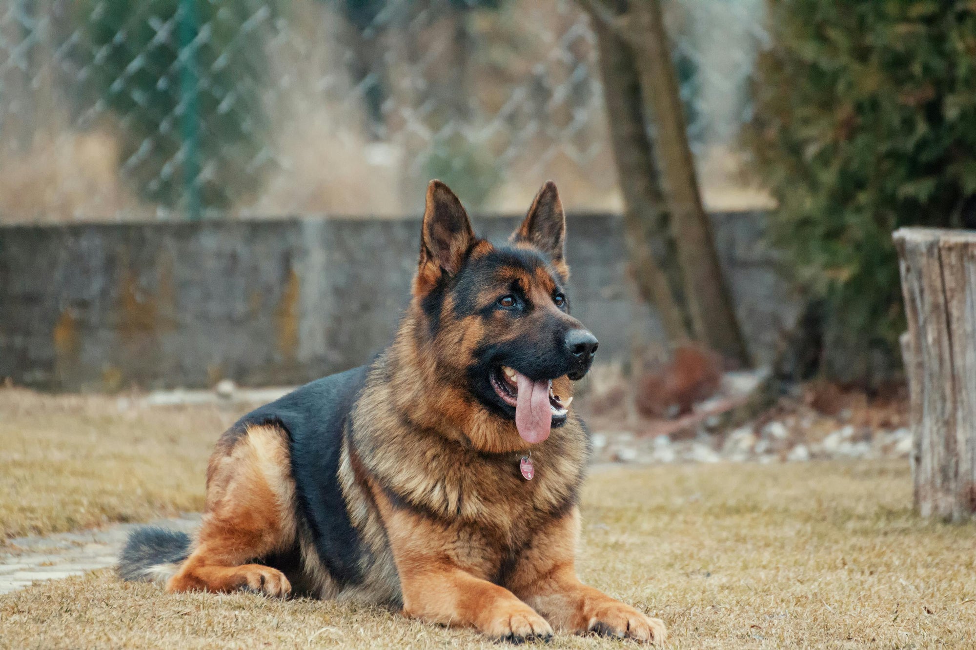 Flea control for double coated dogs in New Zealand