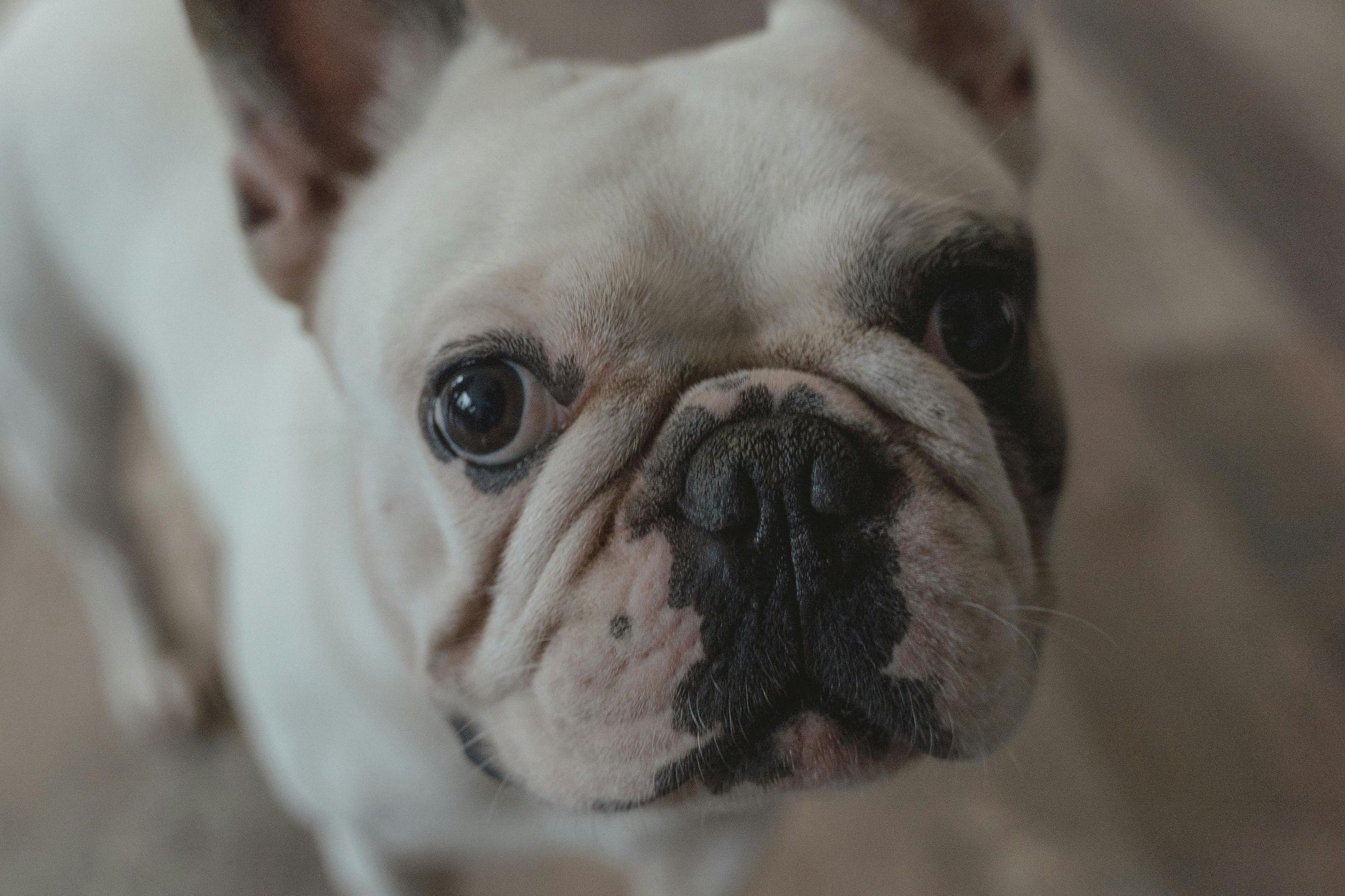 Flea control for short haired dogs in New Zealand