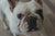 Flea control for short haired dogs in New Zealand