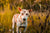 Flea control for smooth coated dogs in New Zealand