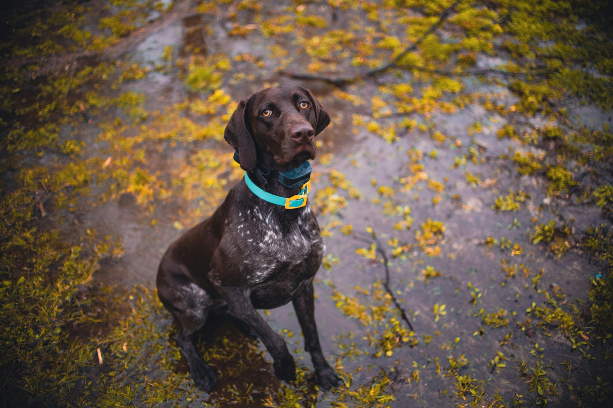 After rain parasite surge: protect Aussie pets