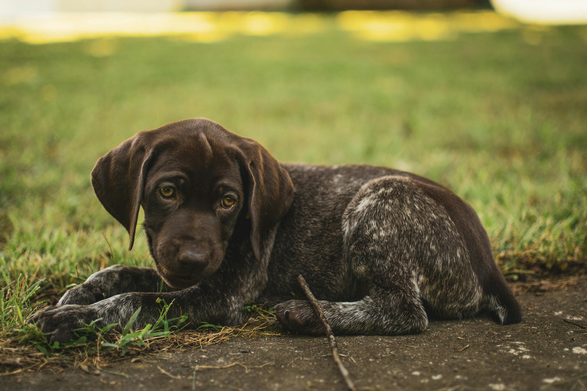Flea control for student flats in New Zealand