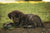 Flea control for student flats in New Zealand