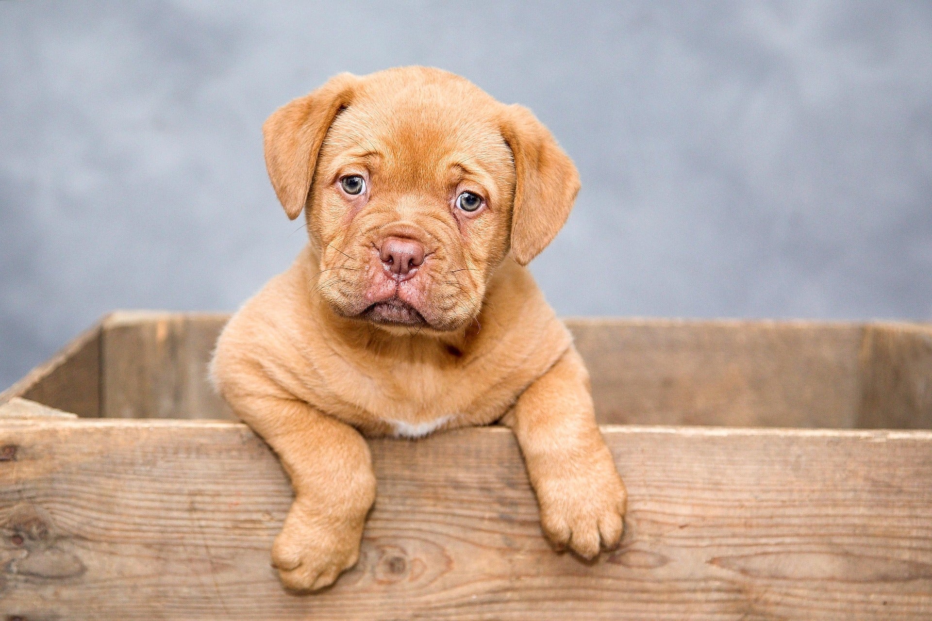 Flea prevention for puppies in New Zealand