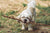 Keeping Your Dog Healthy and Happy in NZ: A Simple Checklist