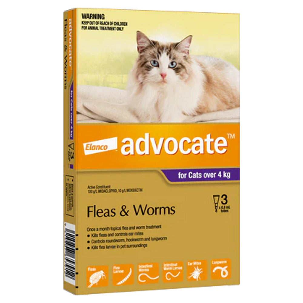 A gold-coloured 3-pack box of Advocate flea and worm treatment for large cats over 4 kg, showing a fluffy, long-haired cat
