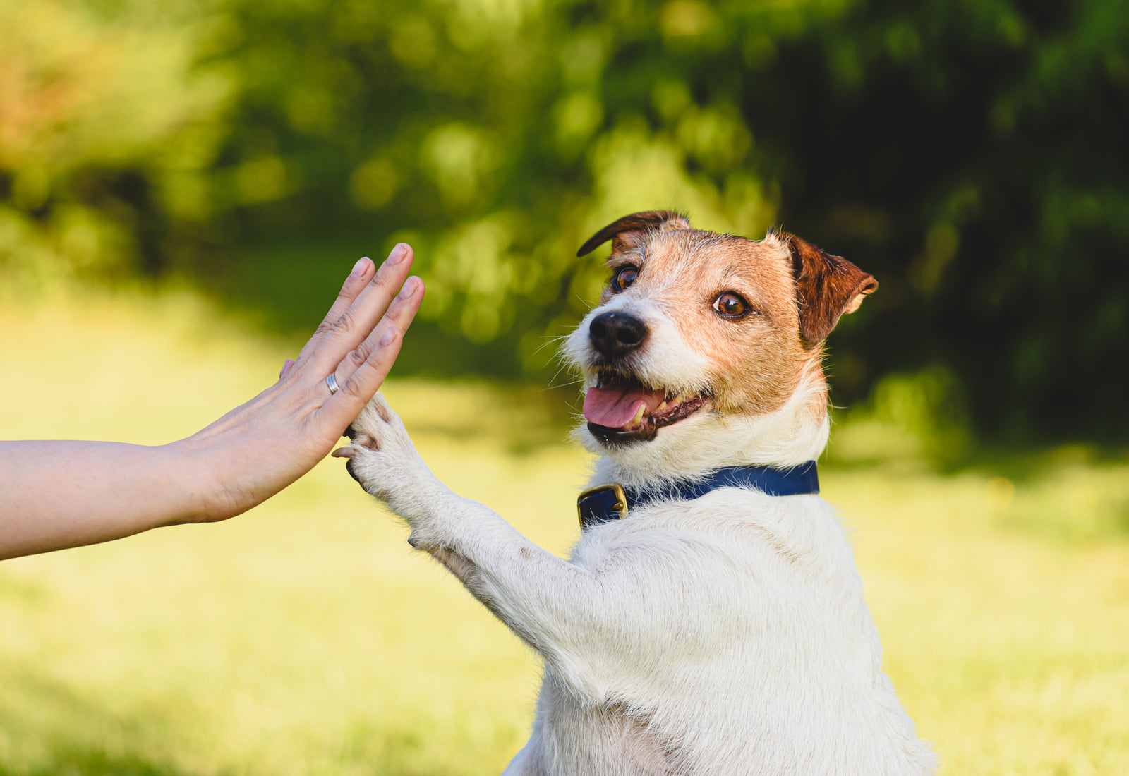 Dog giving a high-five to a person outdoors with greenery in the background
