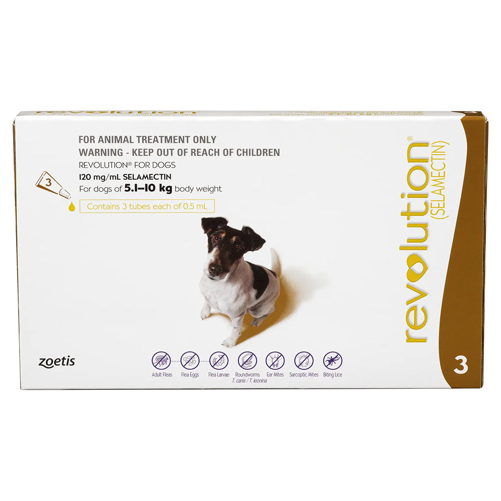 A white 3-pack box of Revolution flea treatment for small dogs 5.1 to 10 kg, with a photo of a Jack Russell Terrier.