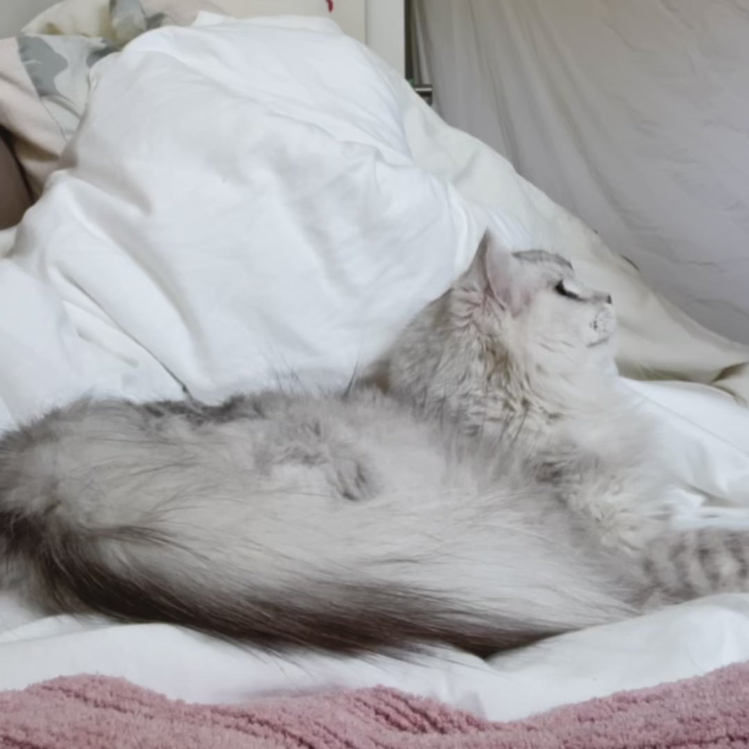 Revolution Plus® Spot-On for Cats